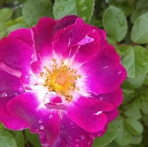 Meet your Posher, Monica